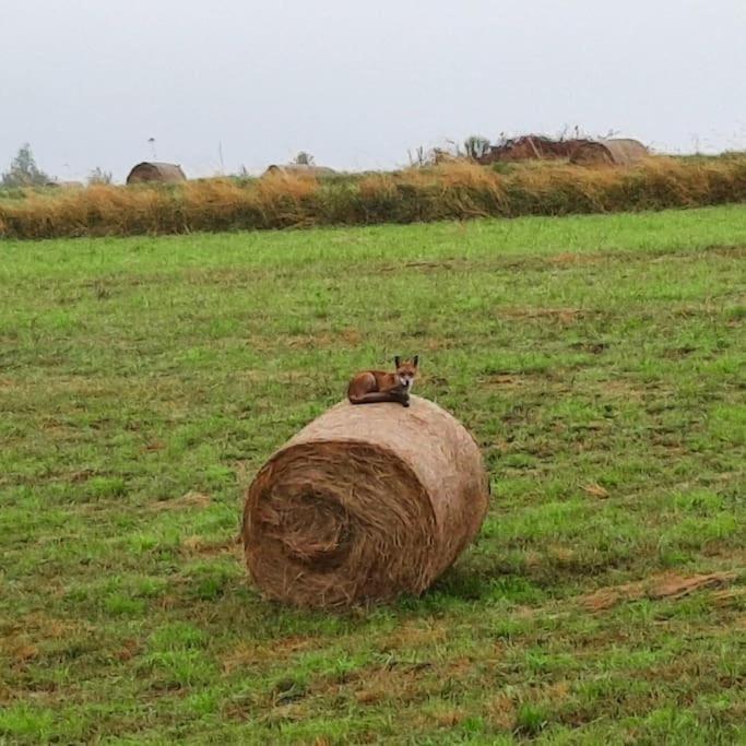 Appartamento Ojcowski Zakatek-Uroczy Domek Do Wynajecia Wola Kalinowska Esterno foto